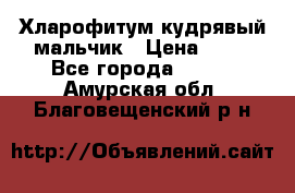 Хларофитум кудрявый мальчик › Цена ­ 30 - Все города  »    . Амурская обл.,Благовещенский р-н